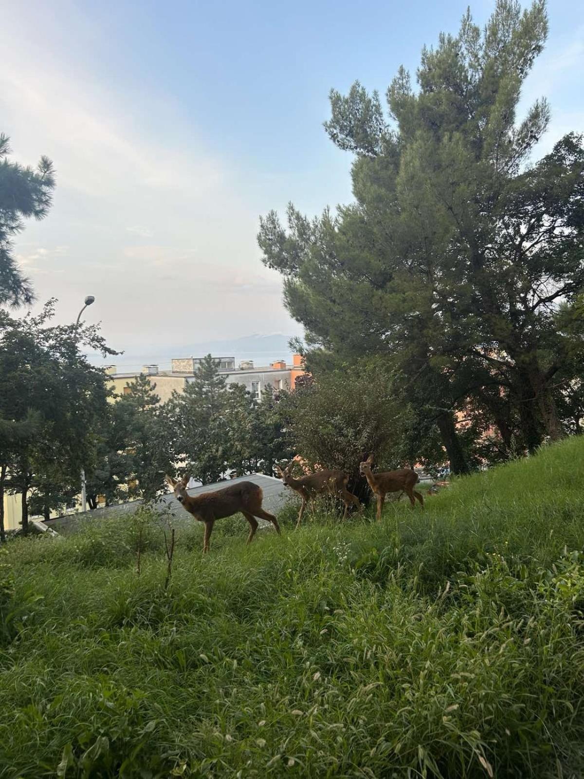 Apartment Jasna Ριέκα Εξωτερικό φωτογραφία